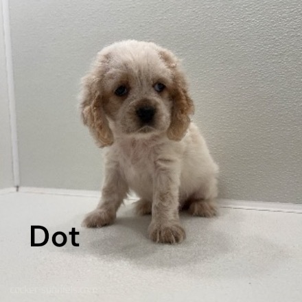 puppy, for, sale, Cocker Spaniel, Joe & Cherri  Overlease, dog, breeder, Miller, MO, dog-breeder, puppy-for-sale, forsale, nearby, find, puppyfind, locator, puppylocator, aca